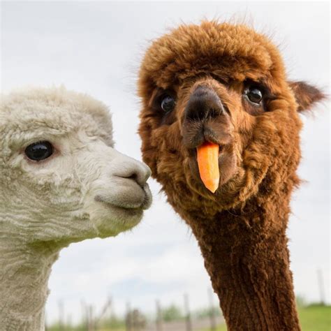 Funny Alpaca brabet