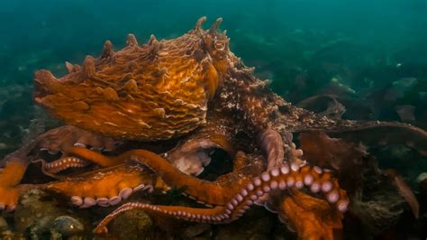 King Octopus Sportingbet