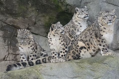 Snow Leopards Bwin
