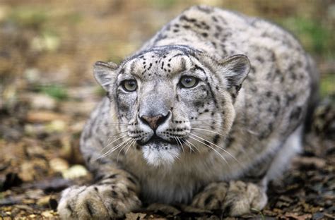 Snow Leopards NetBet