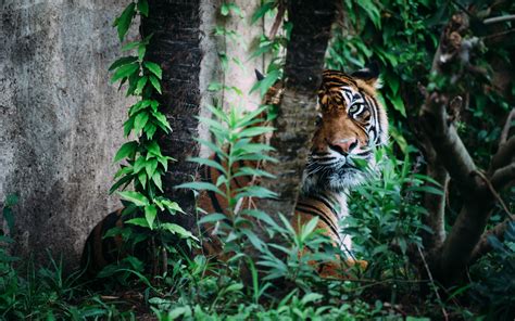 Tiger Jungle Betway